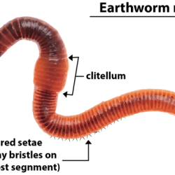 Segmented worms the earthworm answer key