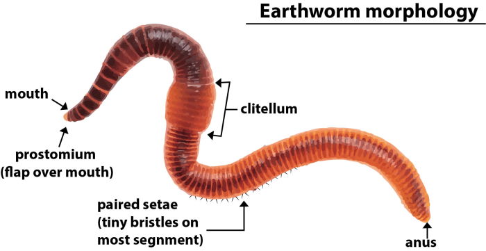 Segmented worms the earthworm answer key