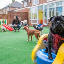 Daycare perros boarding rooms mascotas playground kennels doggie kennel fencing impress turf agility guarderia terpopuler space k9 creche parque paseador