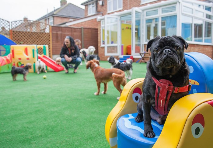 Daycare perros boarding rooms mascotas playground kennels doggie kennel fencing impress turf agility guarderia terpopuler space k9 creche parque paseador