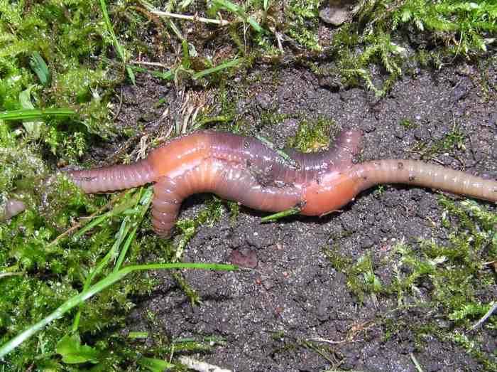 Segmented worms the earthworm answer key