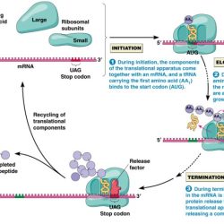 Protein synthesis rna answer mrna biology replication codon triplets transcription practice excel biote