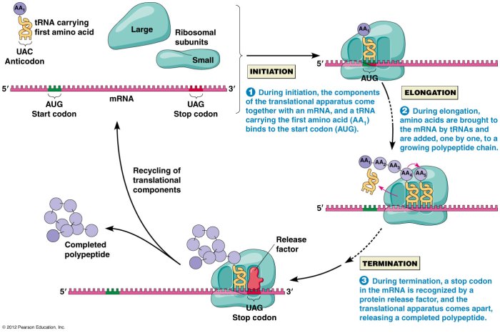 Protein synthesis rna answer mrna biology replication codon triplets transcription practice excel biote