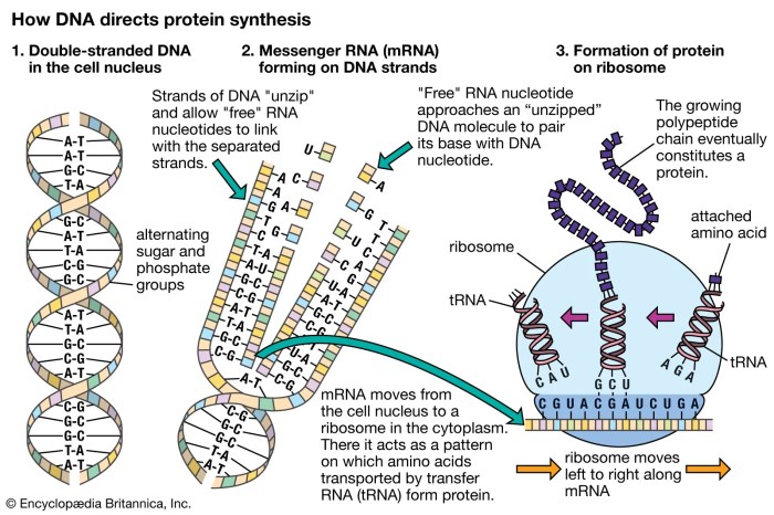 Rna and protein synthesis problem set