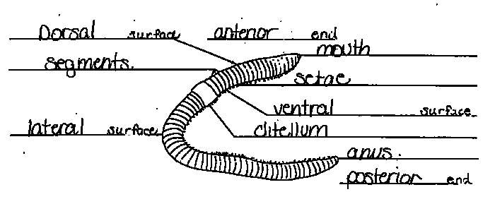 Segmented worms the earthworm answer key