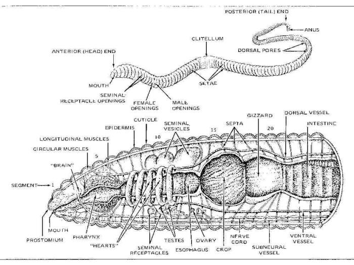 Segmented worms the earthworm answer key