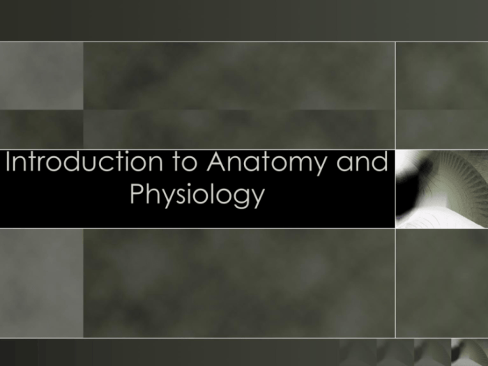 Mcgraw hill connect anatomy and physiology answer key chapter 1