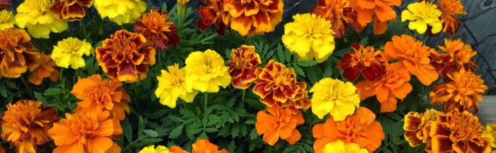 Symbolism in marigolds by eugenia collier