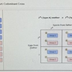 Seed green allele mendel discovered pods yellow crossed dominant show solved help answer transcribed problem text been has