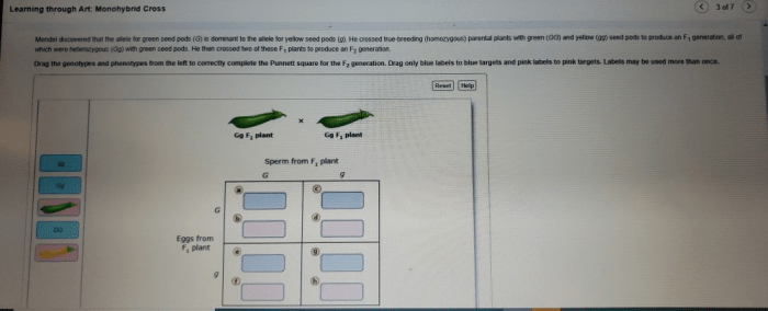 Drag the genotypes and phenotypes from the left to correctly