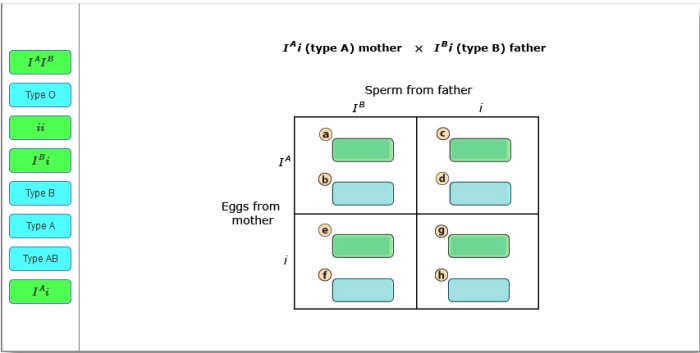 Drag the genotypes and phenotypes from the left to correctly